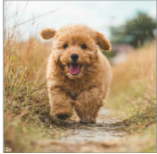 puppy